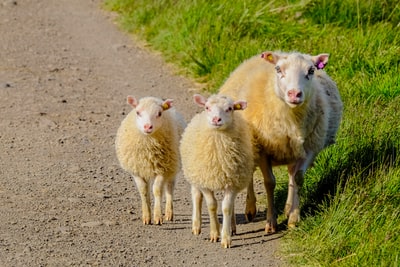 三只白色的小羊在绿色的草地旁散步